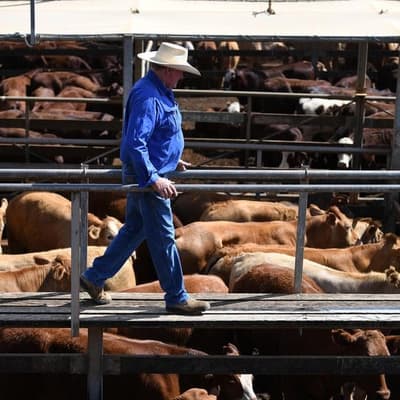 Aussie beef a hot commodity as US imports hit a high