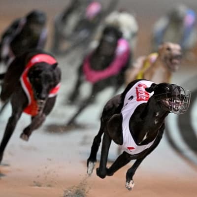 Ending greyhound racing could save taxpayers $450m