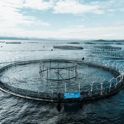 Salmon farms green lit, but conservation fight not over