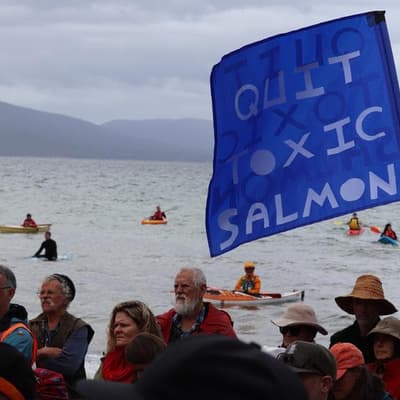 Crossbencher backs Libs amid salmon industry probe
