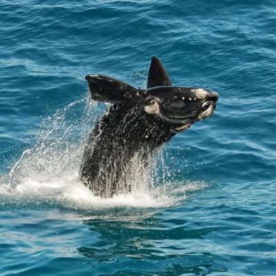 A whale of a time: record sightings at season's start