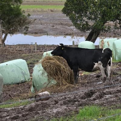 Farmers still waiting on flood 'rapid' recovery grants