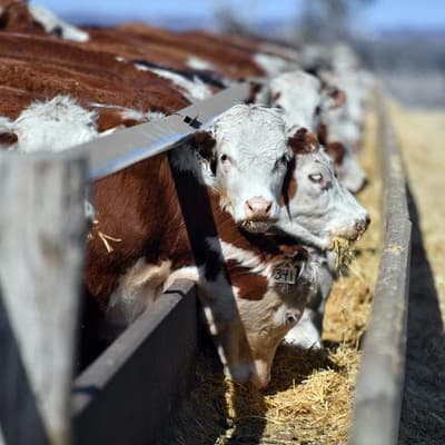 Record forecast set for Australian production