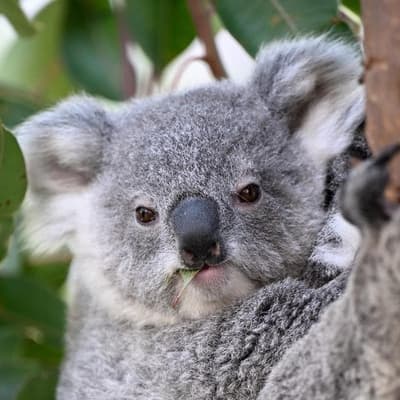 Tourism, carbon credits and koalas to replace logging