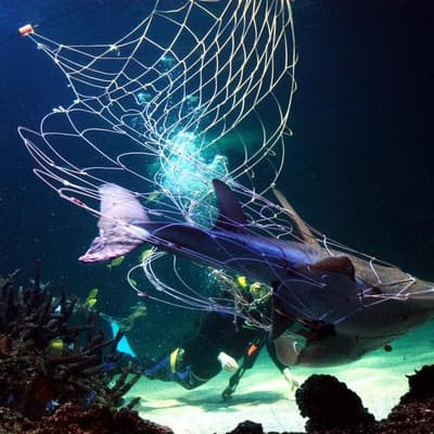 People prioritised as wildlife-killing shark nets stay