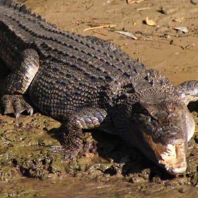 Croc Hunter's dad sinks boot into US influencer 'goose'