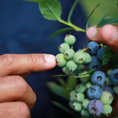 Migrant worker heat deaths spark calls for visa changes