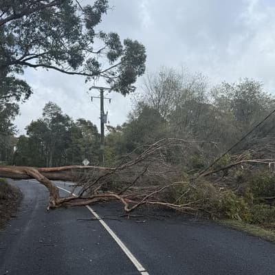 Two killed as wild winds fell trees, cut power to homes
