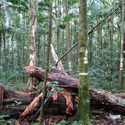 Australia’s wet tropics no longer drawing down carbon