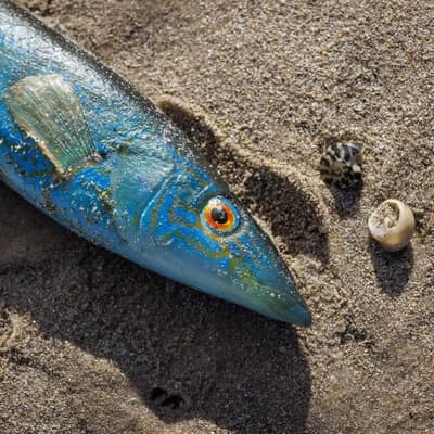 Fishing limits imposed as algal bloom hits stocks