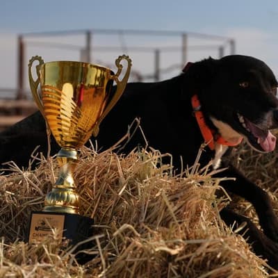 Dashing Duke crowned best boy in working dog challenge