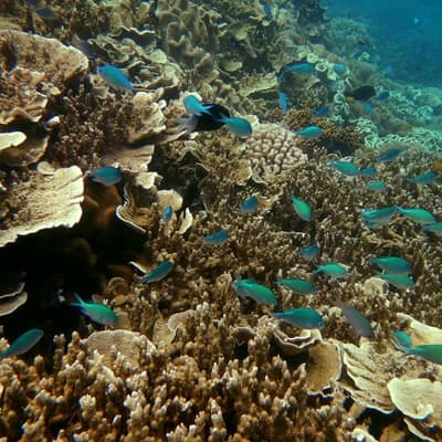 Time running out for 'irreplaceable' $95b reef