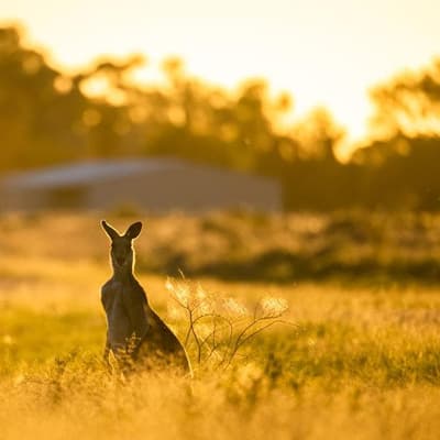 Nature's recovery, not decline, promise of major reform
