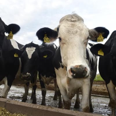 Don't forget gas: industry calls for renewable support