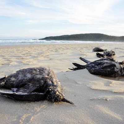 The ecological disaster threatening Australian seabirds