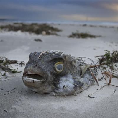 Response 'far too slow' to combat algal gloom crisis