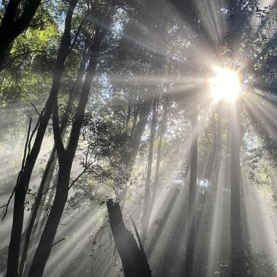 Climate saps carbon-absorbing powers of forests, oceans