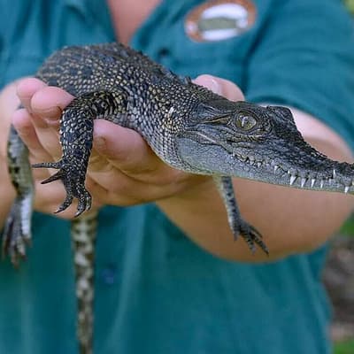 Pet crocodile plans scaled up by territory's snap call