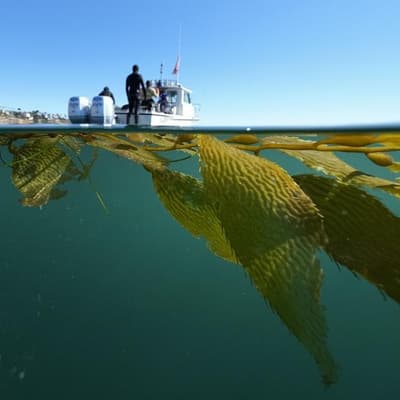 Rescue divers dispatched to save iconic giant kelp