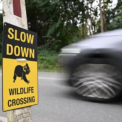 Reform urged as native animals face deadly spring