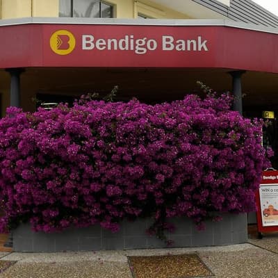 Bendigo Bank admits poor money-laundering controls