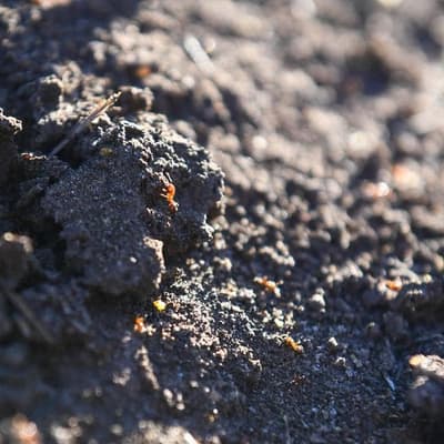 Push to ramp-up fire ant battle as new nest found