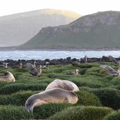 Deadly flu found on Australian sub-Antarctic island