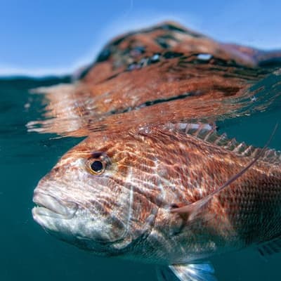 Fisheries shut for good to save snapper from oblivion