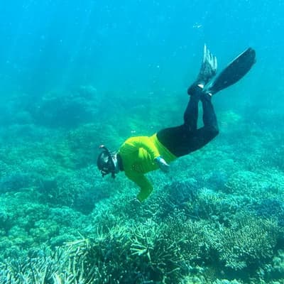 Heatwave, disease 'catastrophic' combo for hardy corals