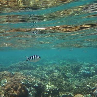 Summer heatwave conditions predicted for barrier reef