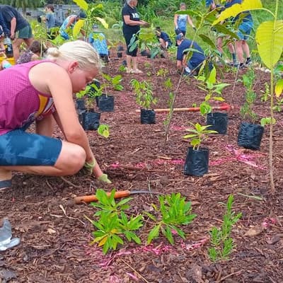 Tiny forests sow seeds of big biodiversity impact
