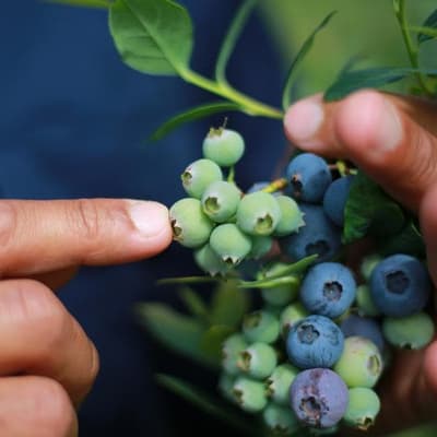 Pacific workers stay silent to keep their jobs