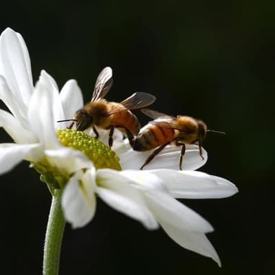 Bee-sieged island keeping deadly mite at bay