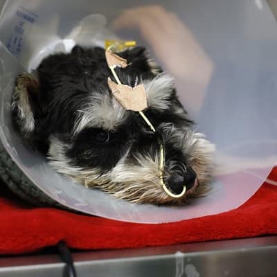 Festive foods for Fido a 'no no', pet owners warned