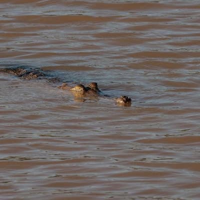 Officer hailed after braving croc-infested floodwaters