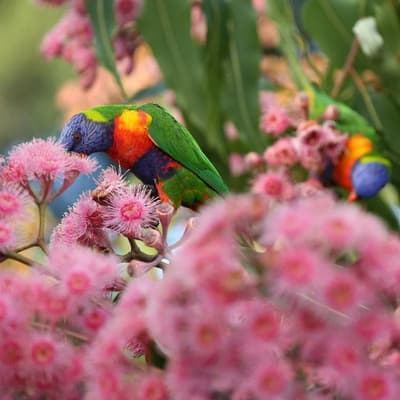 Howard favoured business, industry in nature reforms