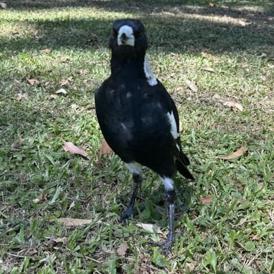 Magpies paralysed as illness strikes swooper-stars