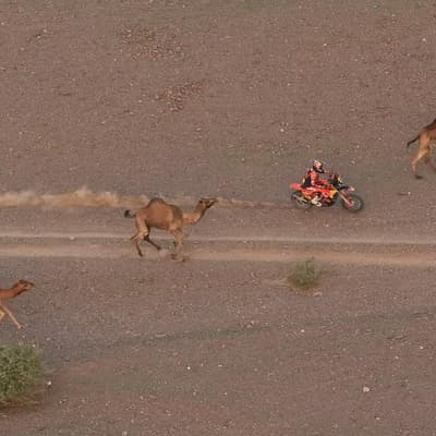 Defending champ Sanders dodges camels to lead in Dakar