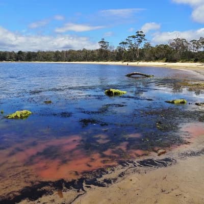 Harmless 'pink sludge' not linked to salmon farming