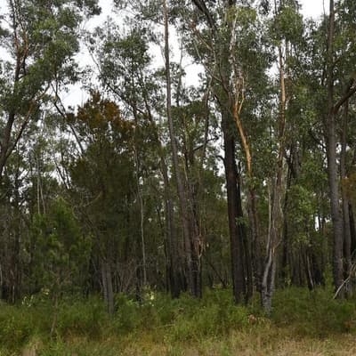 Quietly dying: few forests spared from tree losses