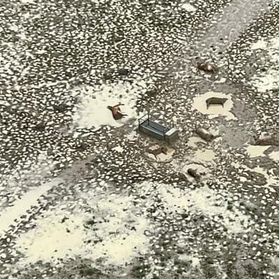 Livestock flood losses set to triple as cyclone looms