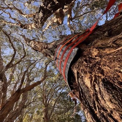 Secret weapon in climate fight hiding in tree bark