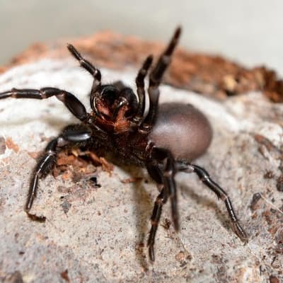 Aussie spider venom spawns heart attack and stroke drug