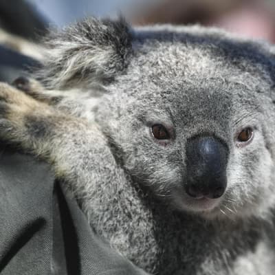 Fate of many species rests on stemming bush bulldozing