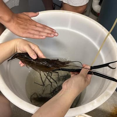 Indigenous community hatches native prawn plan