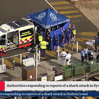 Boy in critical condition after attack by 'large shark'