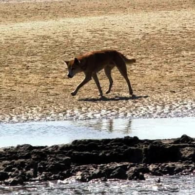 'Horrific': pack of dingoes found near woman's body
