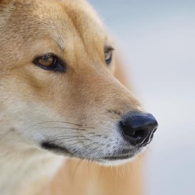 Dingo attack fears grow after teenager's death