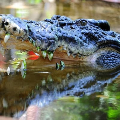 Man's back and legs mauled in croc attack near creek