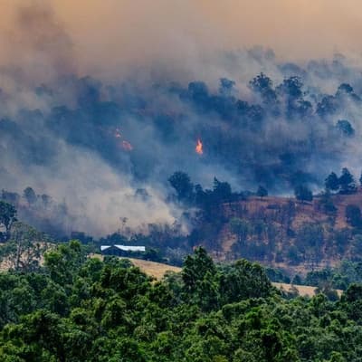 Footage of green treetops after bushfire sparks conspiracy theories